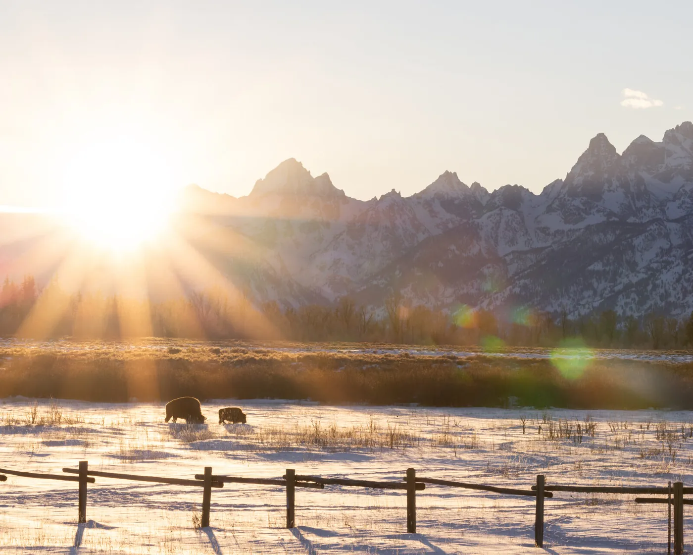 Bison behind a buck-rail fence in the snow as the sun rises over the Tetons