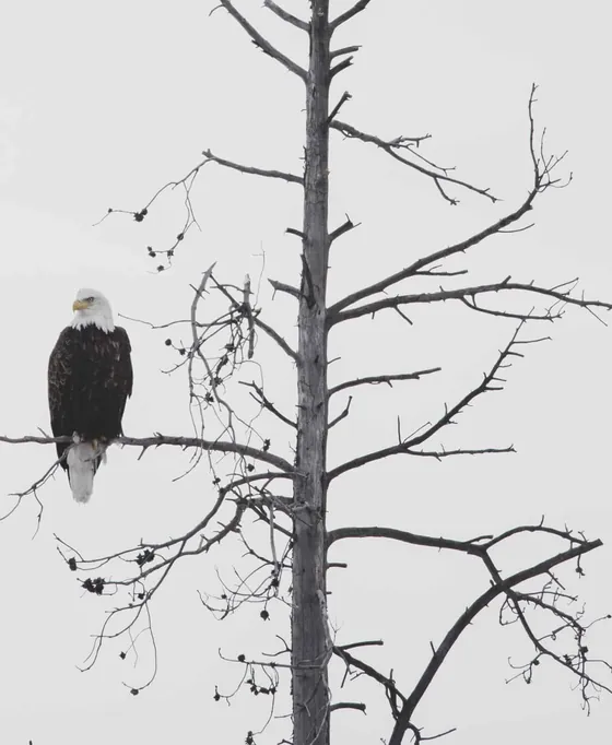 A bald eagle perched on a bare tree